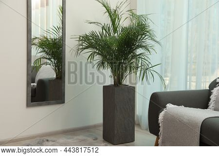 Beautiful Green Houseplant And Comfortable Sofa Near Window In Living Room. Interior Design