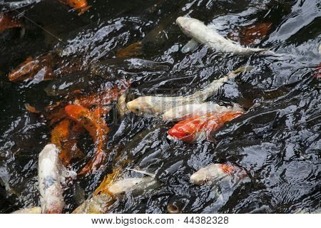 Bunte Koi im Teich