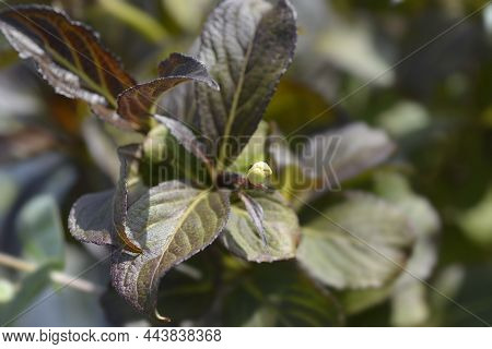 Weigela Ebony And Ivory Flower Bud - Latin Name - Weigela Florida Ebony And Ivory