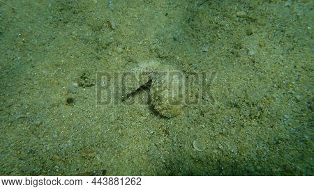 Warty Venus Shell Or Warty Venus, Clam (venus Verrucosa) Undersea, Aegean Sea, Greece, Halkidiki