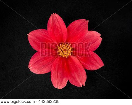 Studio Shot Of Flower On Black Background. Studio Shot.