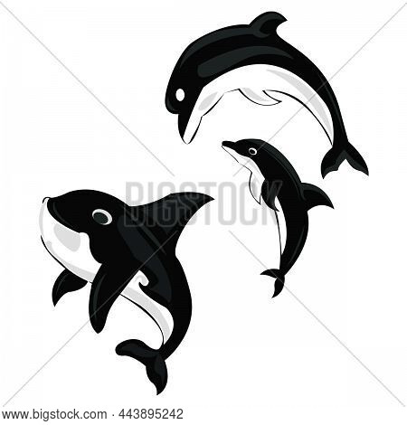 Black White Dolphin Fish Png  In Cartoon