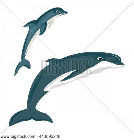 Dolphin Illustration Dolphin In Cartoon With White Bckground