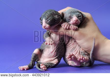 Cattery Female Worker Shows Kittens Of Canadian Sphynx On Blue Background. In Her Hand Are Two Weeks