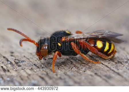 Closeup Of A Female Dusky-horned Nomad Bee, Nomada Bifasciata, A Cleptoparasite Bee