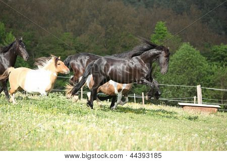 同时其向前跳跃的 Friesian 马