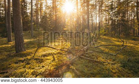 Europe. Forest , . Beautiful Sunset Sun Sunshine In Sunny Autumn Coniferous Forest. Sunlight Sunrays