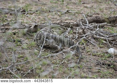 Monitor Lizard, A Large Lizards In The Genus Varanus, Crawling Through The Bush Of An African Landsc