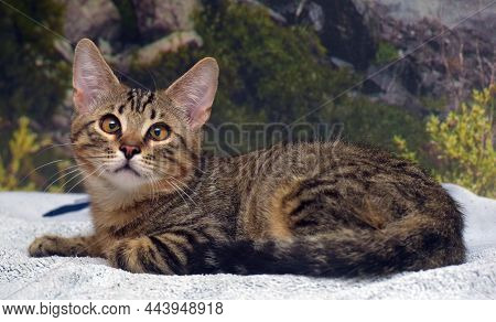 Tabby With Brown Kitten 4 Months Old