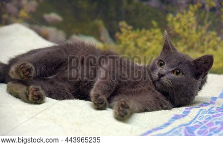 Smoky Shorthair Kitten Russian Blue