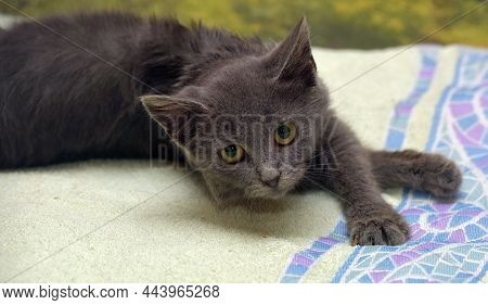 Smoky Shorthair Kitten Russian Blue