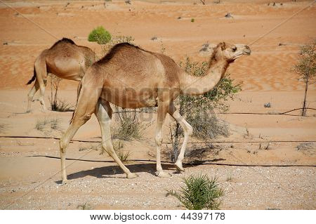 Velbloud, arabský (Camelus dromedarius)