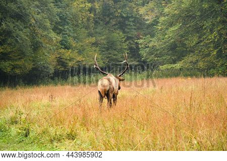 Elk At The Oconaluftee Visitor Center In Charokee, North Carolina