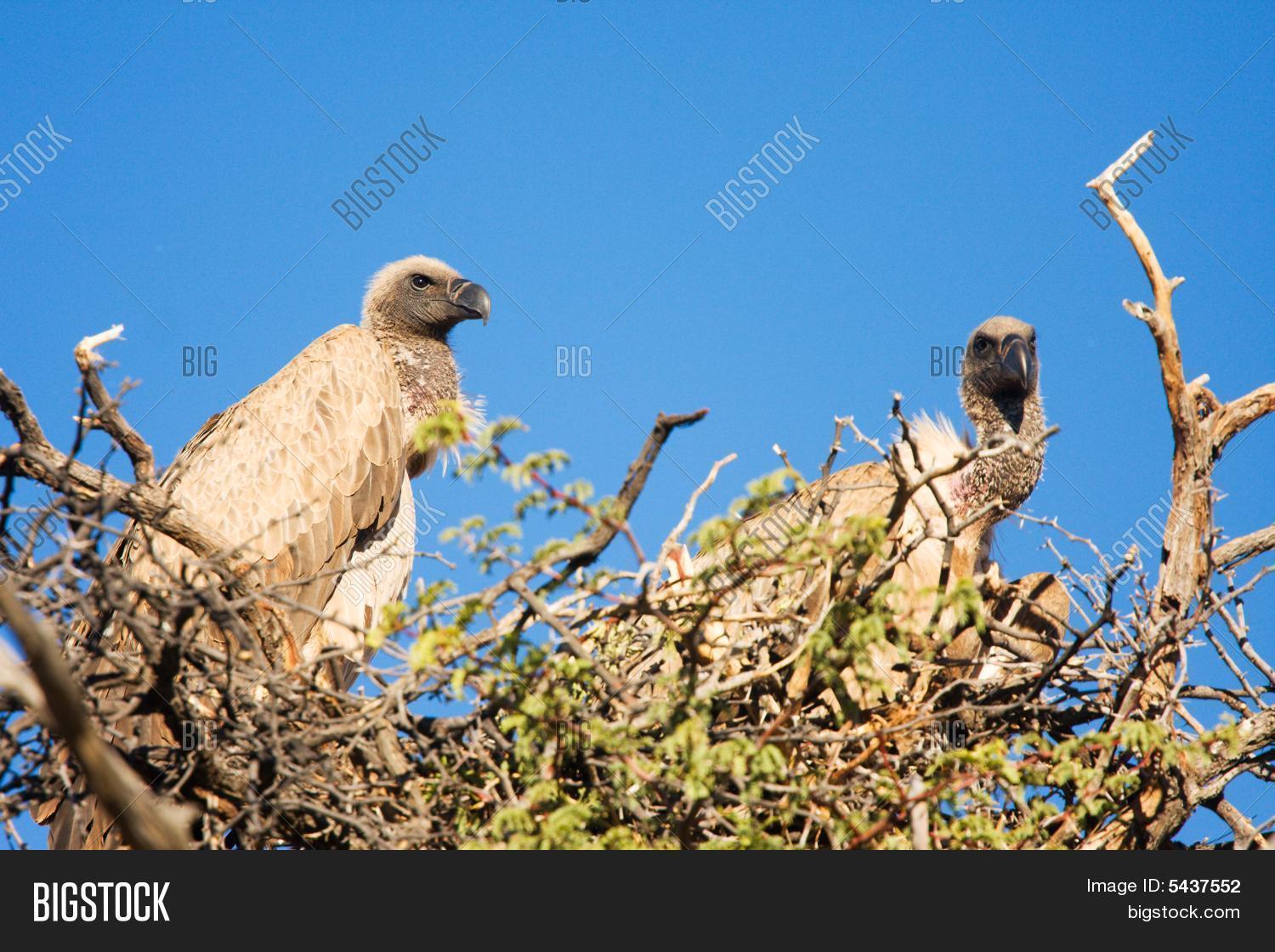 Two Vultures Sitting Image & Photo (Free Trial) Bigstock