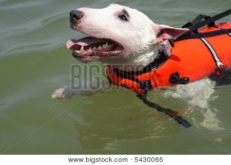 pitbull life jacket