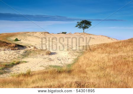 Tree On Sand Dune In Morning Sunlight