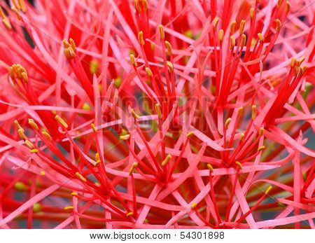 Close Up Of Fireball Lily