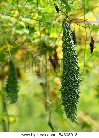 Green Momordica