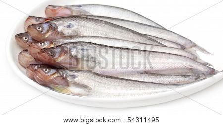 Fresh Water Pabda Fish Of Southeast Asia