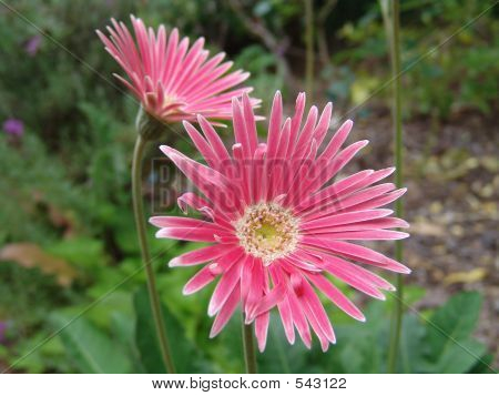 Flor - rosa