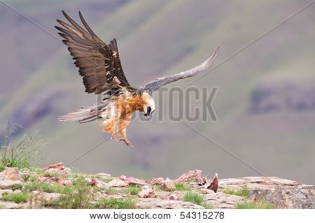 Adult Bearded Vulture Landing On A Rock Ledge