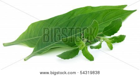 Medicinal Herbs ï¿½ Tulsi And Basak Leaves