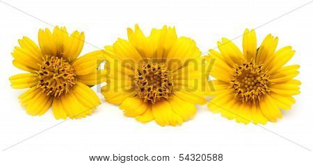 Wedelia Over White Background