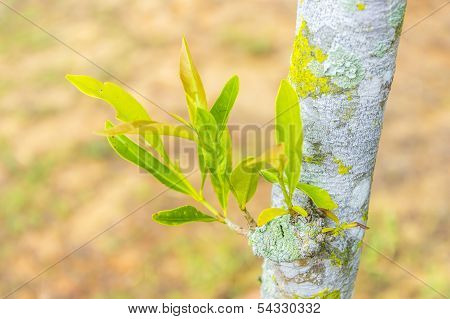 Plant tree