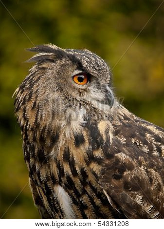 Portrait Of A Eurasian Eagle-owl (bobu Bubo)