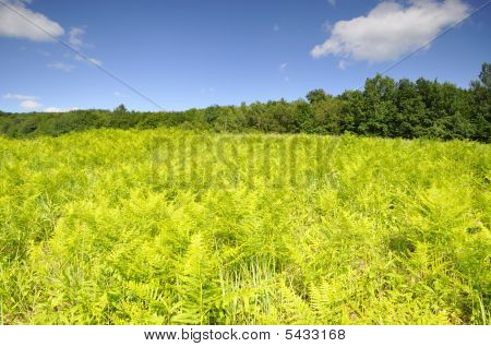 Farn-Feld