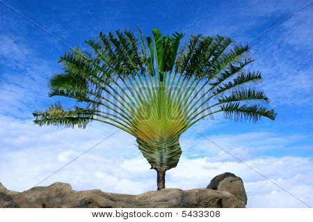 Perfekt Palm
