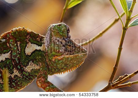 Chamaeleo Calyptratus