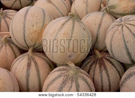 A group of freshly picked cantalopes