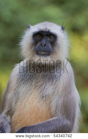 Gray Langur In Ranthambhore N.p. - India