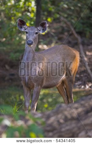 Sambar Deer