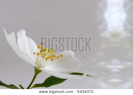 Smallflower