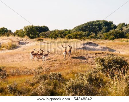Fallow Deer In Dunes