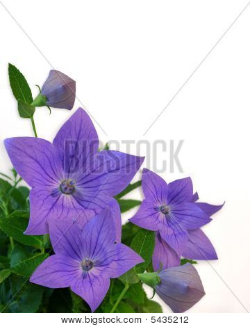 Blaue Ballon Blumen 2A Kopie