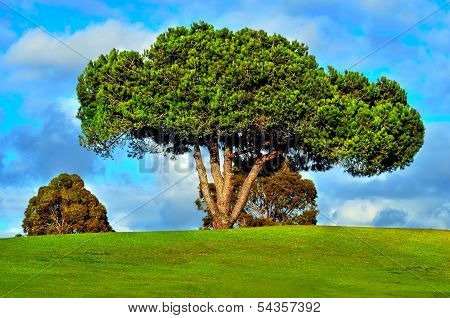 Trees on green field