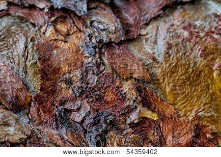 Tree Bark