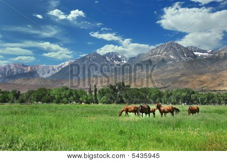 Cavalos vivendo nas montanhas de Sierra Oriental