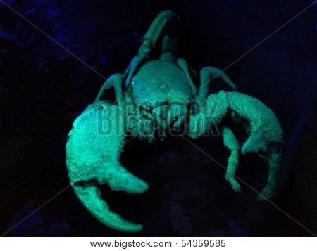 Scorpion, Black Emperor