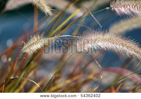 Fountain Grass