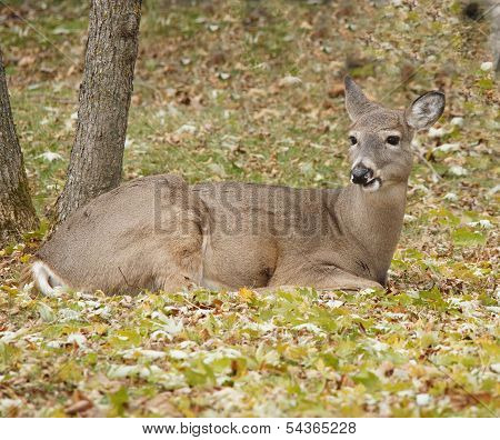 white tail doe