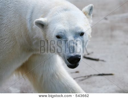 ホッキョクグマの肖像画