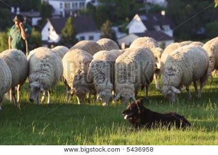 Flock Of Sheep In The Taunus Mountains