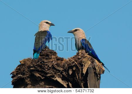 2 Blue-bellied Rollers