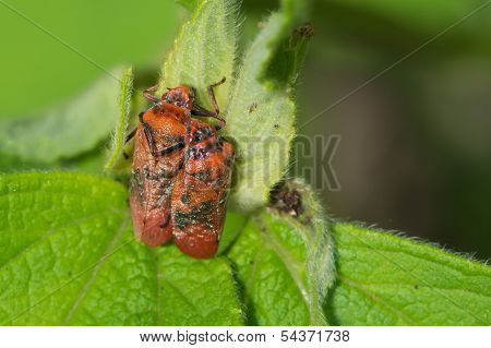 2 Red Spotted Spittle Bugs