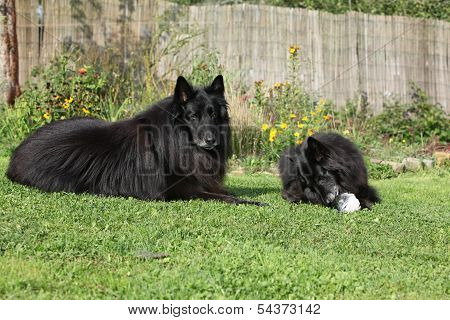 Two Dogs Interested In Fresh Fish