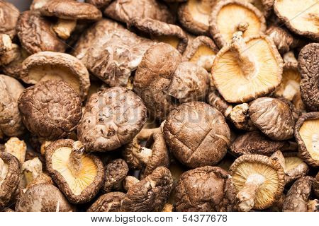 Heap of the dried mushrooms